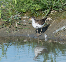Spotted Sandpiper