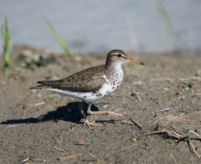 Spotted Sandpiper