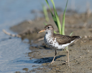 Obraz premium Spotted Sandpiper