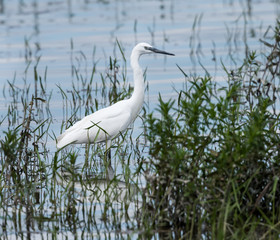 Obraz premium Great Egret Fishing