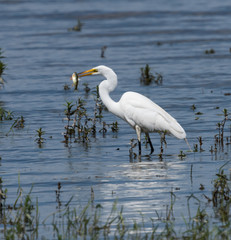Great Egret Fishing