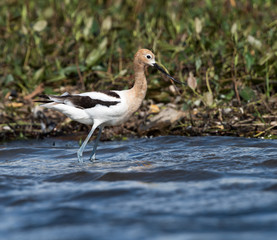 Obraz premium American Avocet