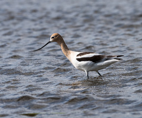 American Avocet 