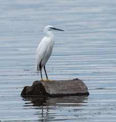 Little Egret Standing on Log