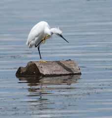 Little Egret Preening