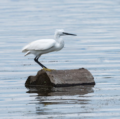 Little Egret Fishing in Ontario, Canada