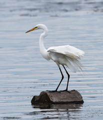 Great Egret Standing on a Log