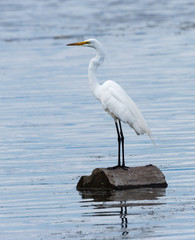 Great Egret Fishing