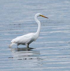 Fototapeta na wymiar Great Egret Fishing