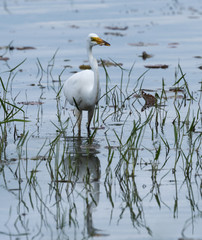 Great Egret Fishing