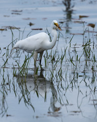 Great Egret Caught a Fish