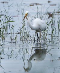 Obraz premium Great Egret Fishing