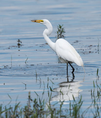 Great Egret Fishing