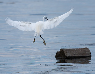 Little Egret Landing