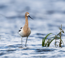 American Avocet