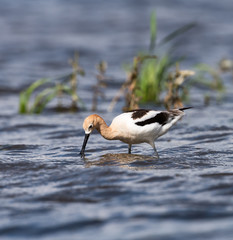 American Avocet