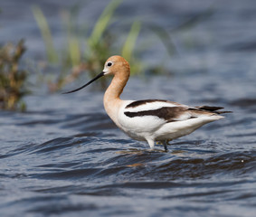 American Avocet