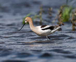 American Avocet 