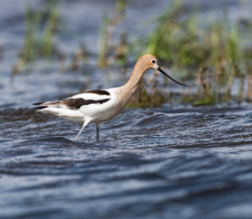 American Avocet