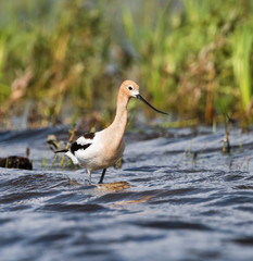 American Avocet