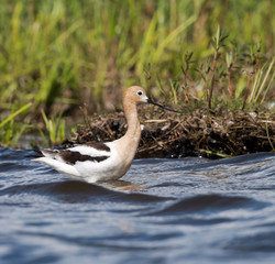 American Avocet