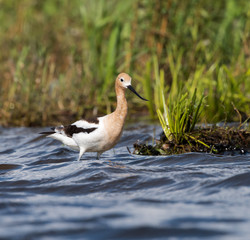 American Avocet