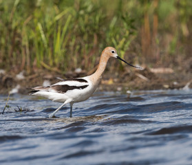 American Avocet