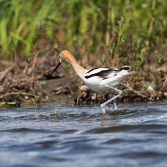 American Avocet