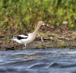 American Avocet