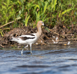 American Avocet