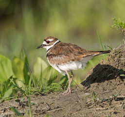 Obraz premium Killdeer 