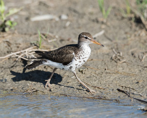 Spotted Sandpiper