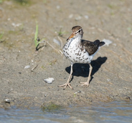 Spotted Sandpiper