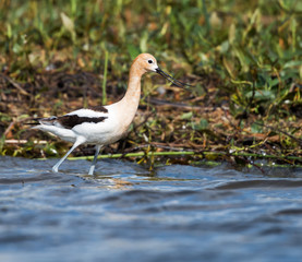 American Avocet