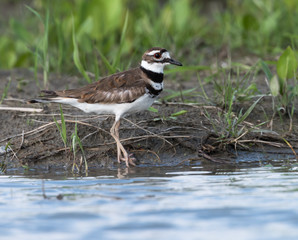 Killdeer 