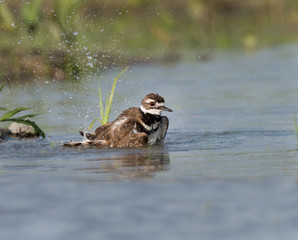 Killdeer Bathing