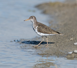Spotted Sandpiper