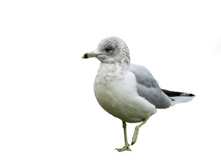 Ring-billed Gull on White Background, Isolated