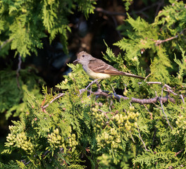 Great Crested Flycatcher perched in a tree