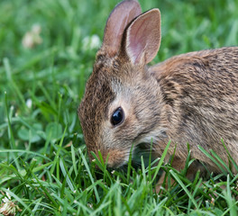 Wild Rabbit in Summer