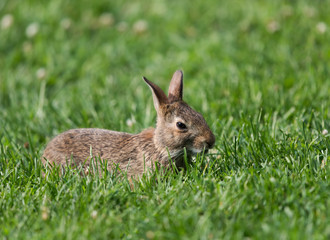 Wild Rabbit Portrait in Summer