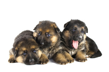 Fototapeta na wymiar three sheepdogs puppies