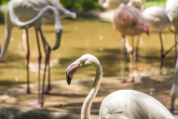 Flamingos, Parque das Aves, Foz do Iguacu, Brazil.