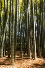 forêt de bambous géants