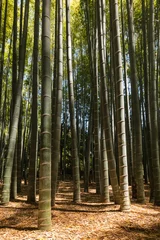 Papier Peint photo autocollant Bambou forêt de bambous géants