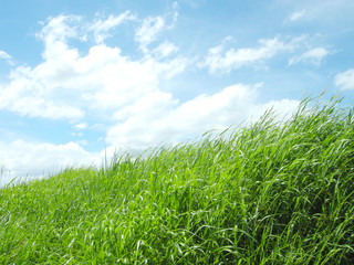 Obraz premium 土手