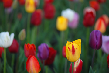 Obraz premium Tulip Field