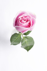 Pink rose in vase ,top view