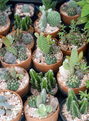 Little small cactus garden