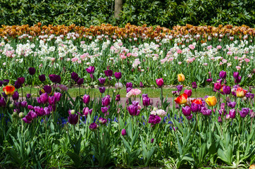 Colorful tulip flowers in Keukenhof Garden